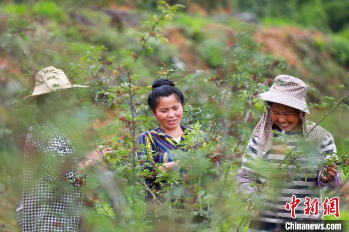 村民在花椒种植基地管护花椒。　万文杰 摄