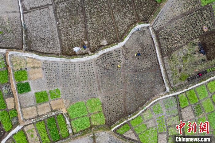 贵州省从江县贯洞镇贯洞村的村民在田间劳作。　吴德军 摄