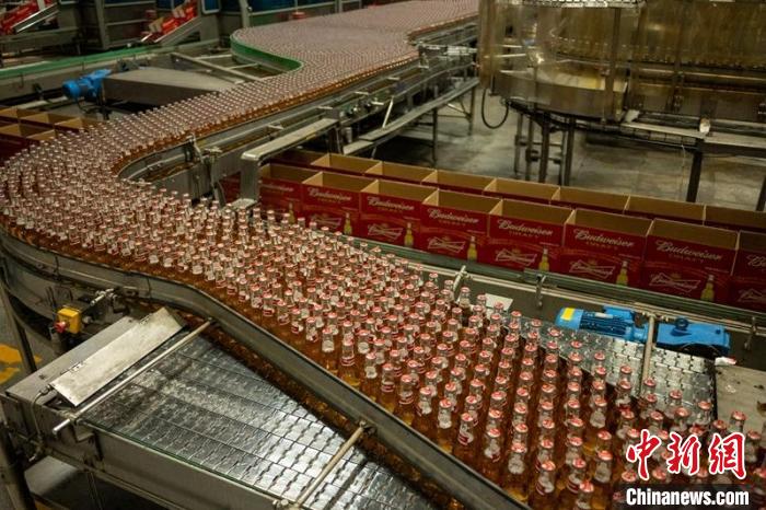 现有啤酒生产线十分忙碌。　刘忠俊 摄