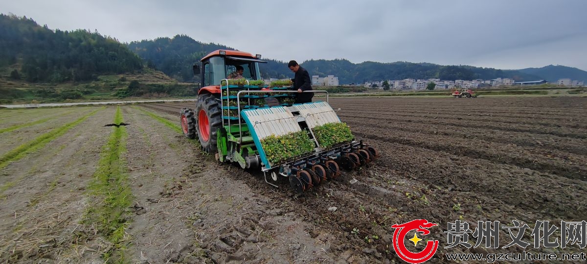 贵州黎平：机械化作业 护航粮油生产
