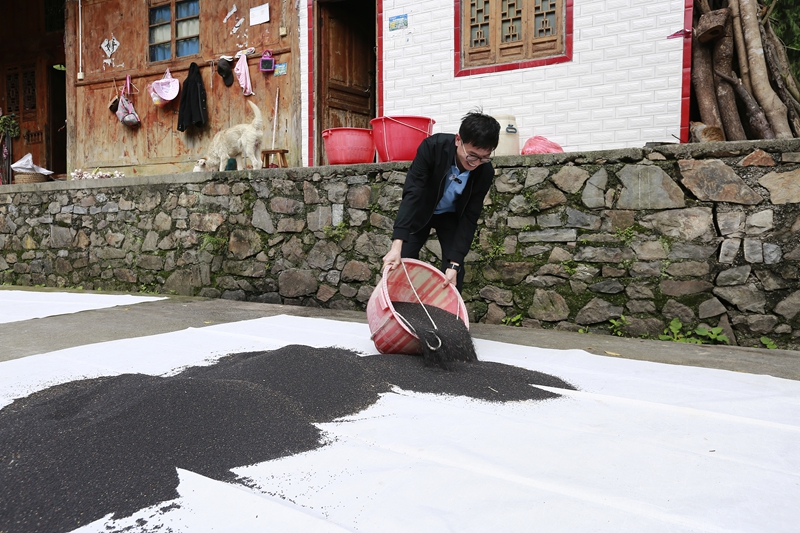 仇辉帮村民晾晒油菜籽。倪少环摄