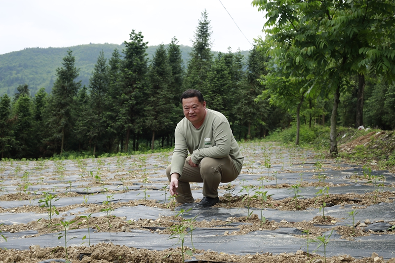 莫浩洋查看辣椒长势。倪少环摄