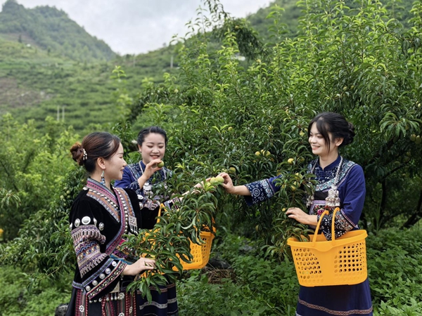 贵州罗甸：石缝生金果 第四届蜂糖李节点亮夏日限定甜蜜_fororder_图片1
