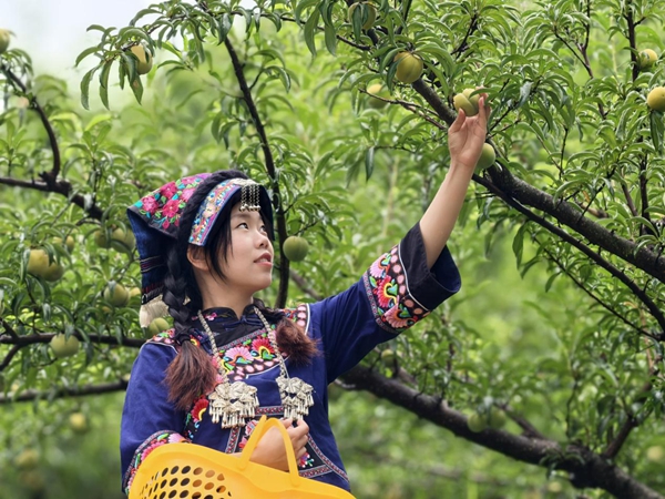 贵州罗甸：石缝生金果 第四届蜂糖李节点亮夏日限定甜蜜