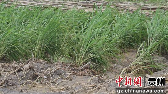 贵州三都：受灾农田有序复种