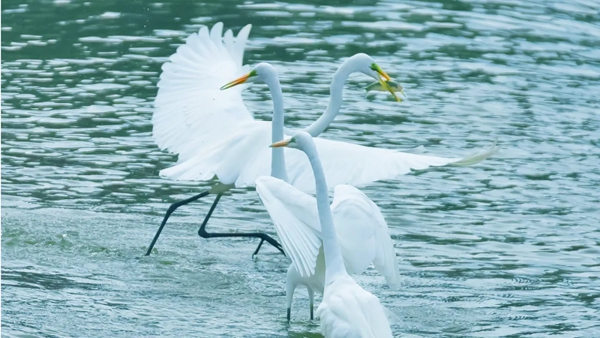 贵州都匀:水清景美润民生 两岸繁华映发展_fororder_640 (6)