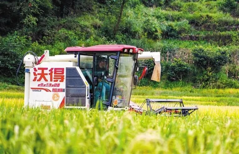 回眸“十四五” 展望“十五五”｜“农”墨重彩 绘就凉都沃野新画卷