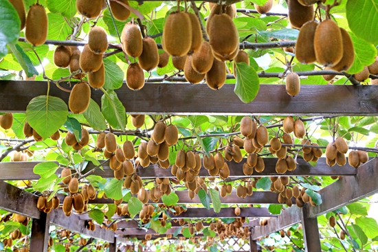 贵州修文:聚焦“产兴、城美、民安”目标 “十四五”硕果盈枝