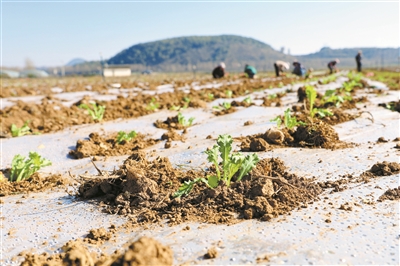 威宁双龙：雪里蕻种出好“钱景”