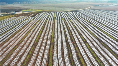 图为：雪里蕻种植基地一角1_b