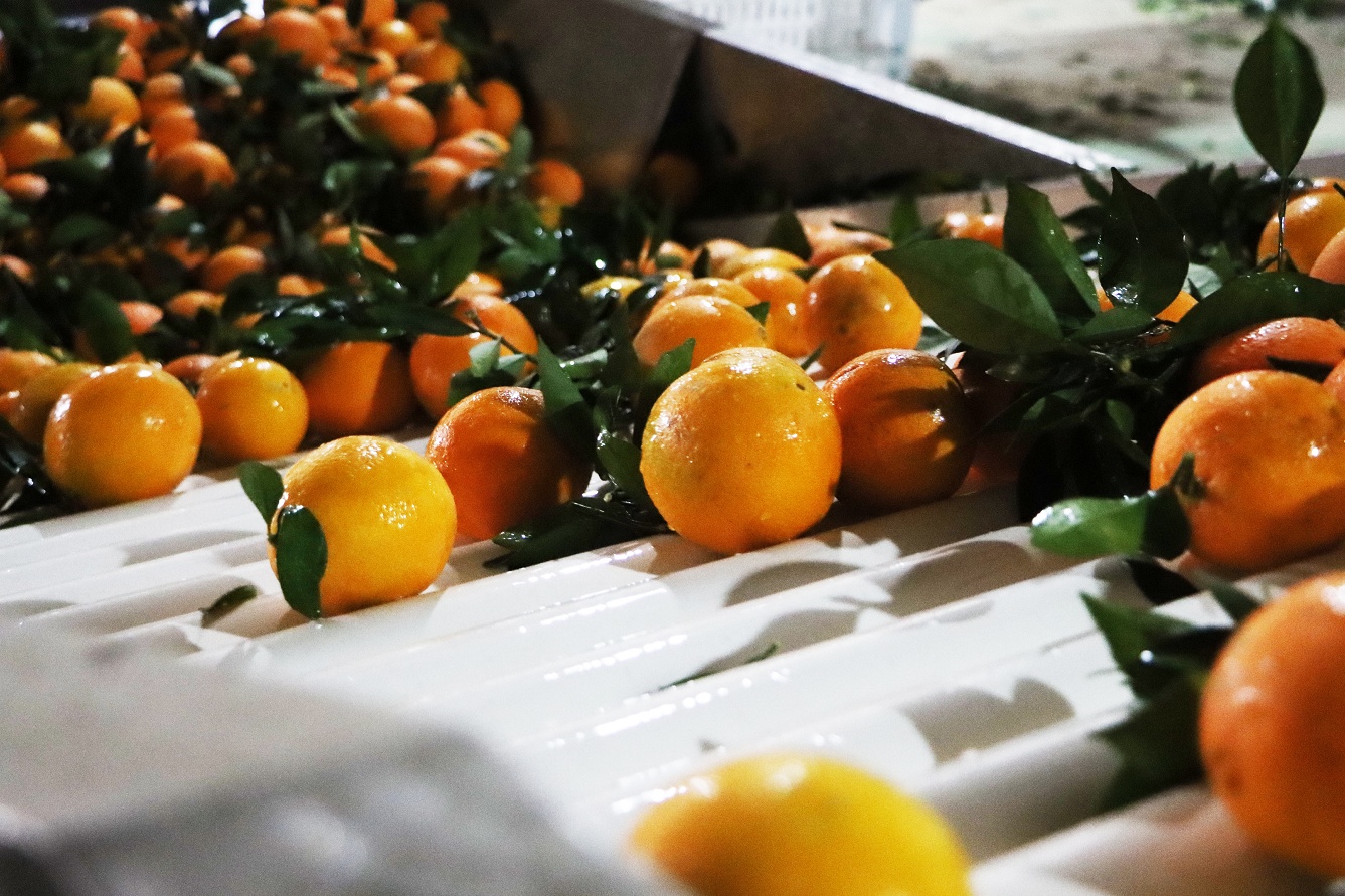 贵州独山：洗选果中心助力柑橘变“金果”