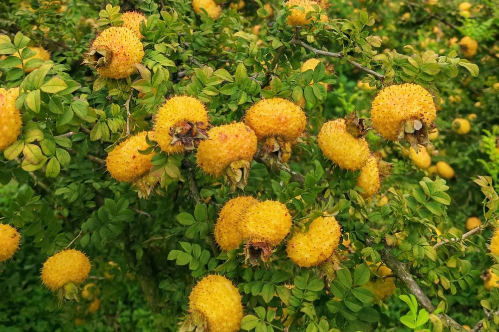 好日子，就结在刺梨枝头！看六盘水野钟乡的冬季管护