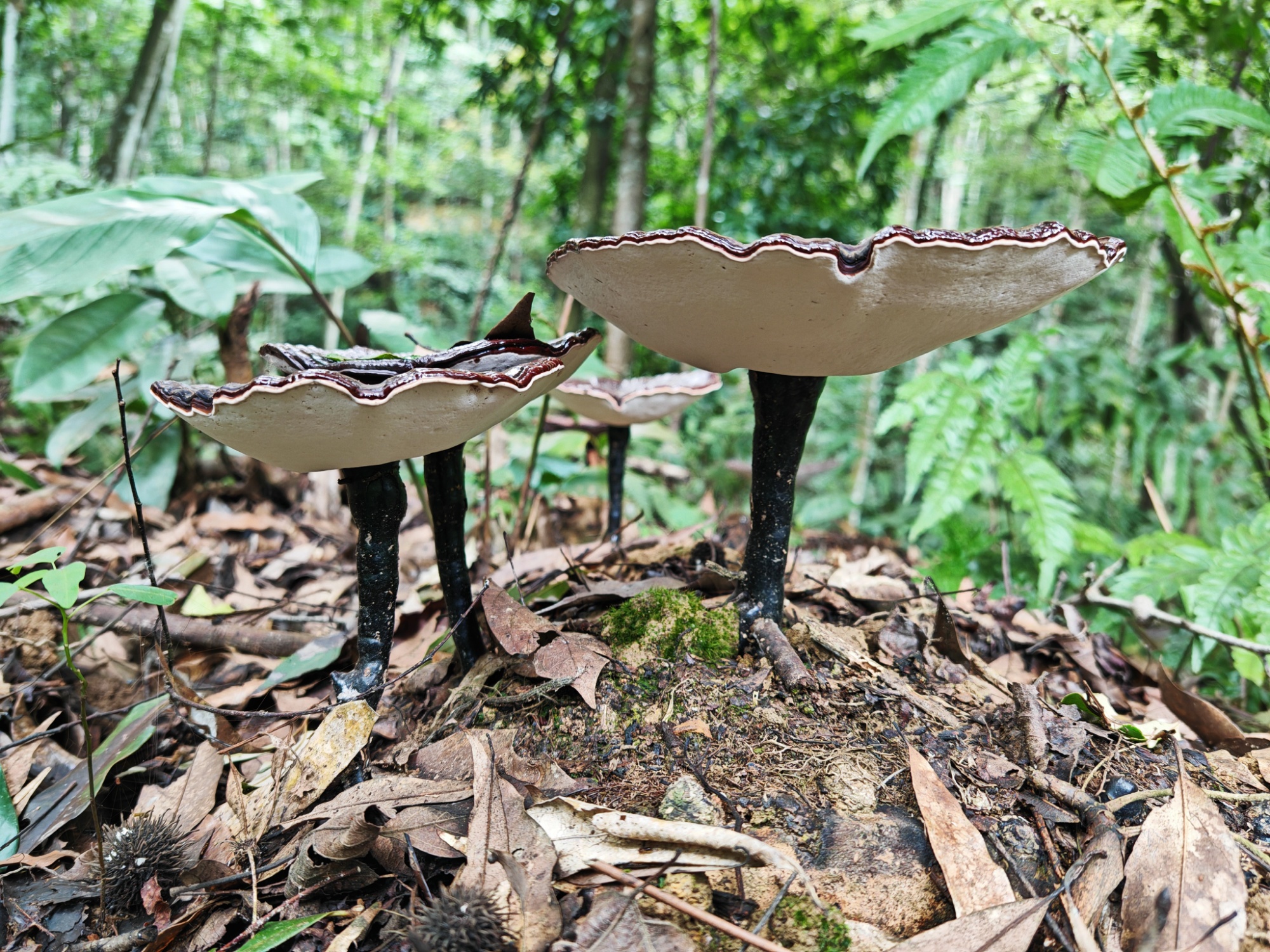 贵州三都：林下经济势头好 铺就生态富民新路径