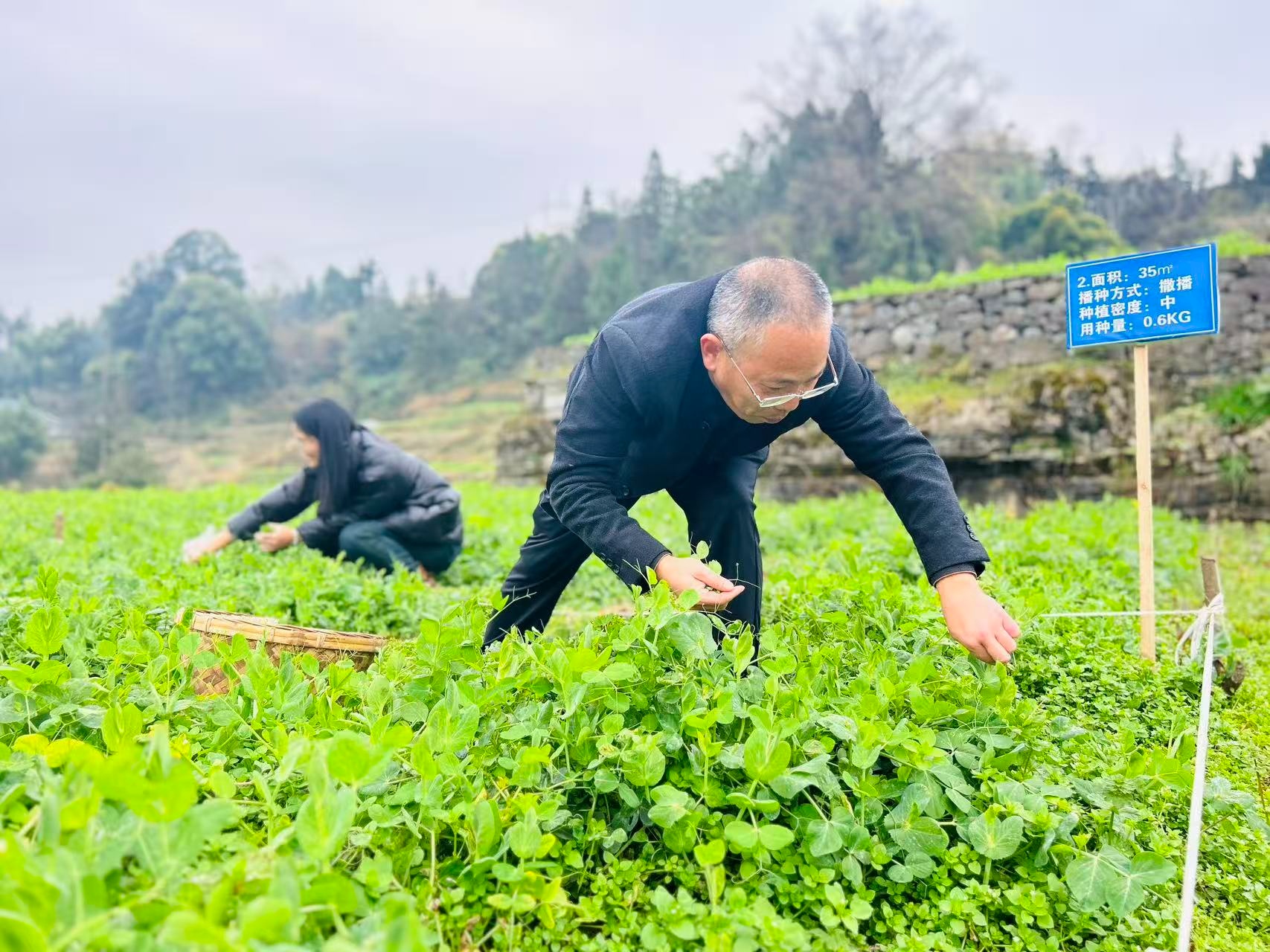 贵州仁怀长岗镇：田间“测产”护航豌豆尖增产增收