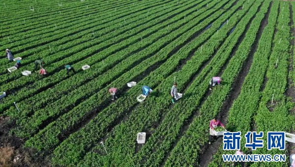 强产业 稳就业 贵州蔬菜“种”出万千岗位