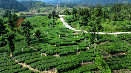 【深度】一座山，一抹茶！一群人，一条心！