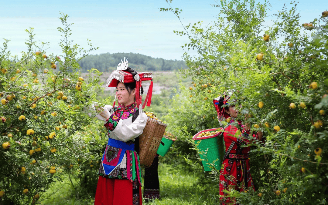 贵州刺梨“走出去”的声音越来越大