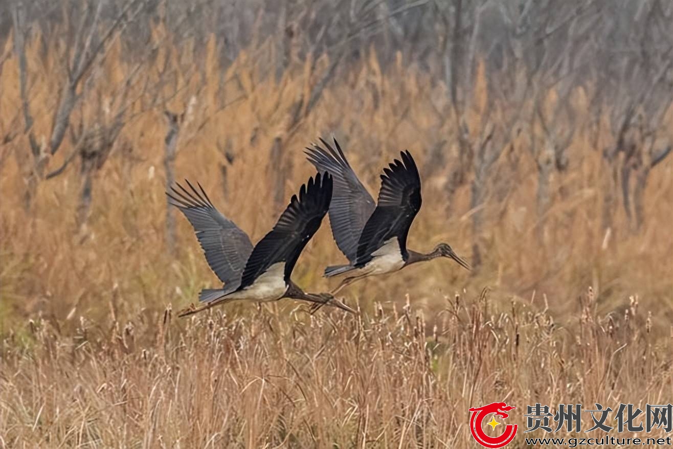 贵安新区首次发现国家一级保护野生动物黑鹳