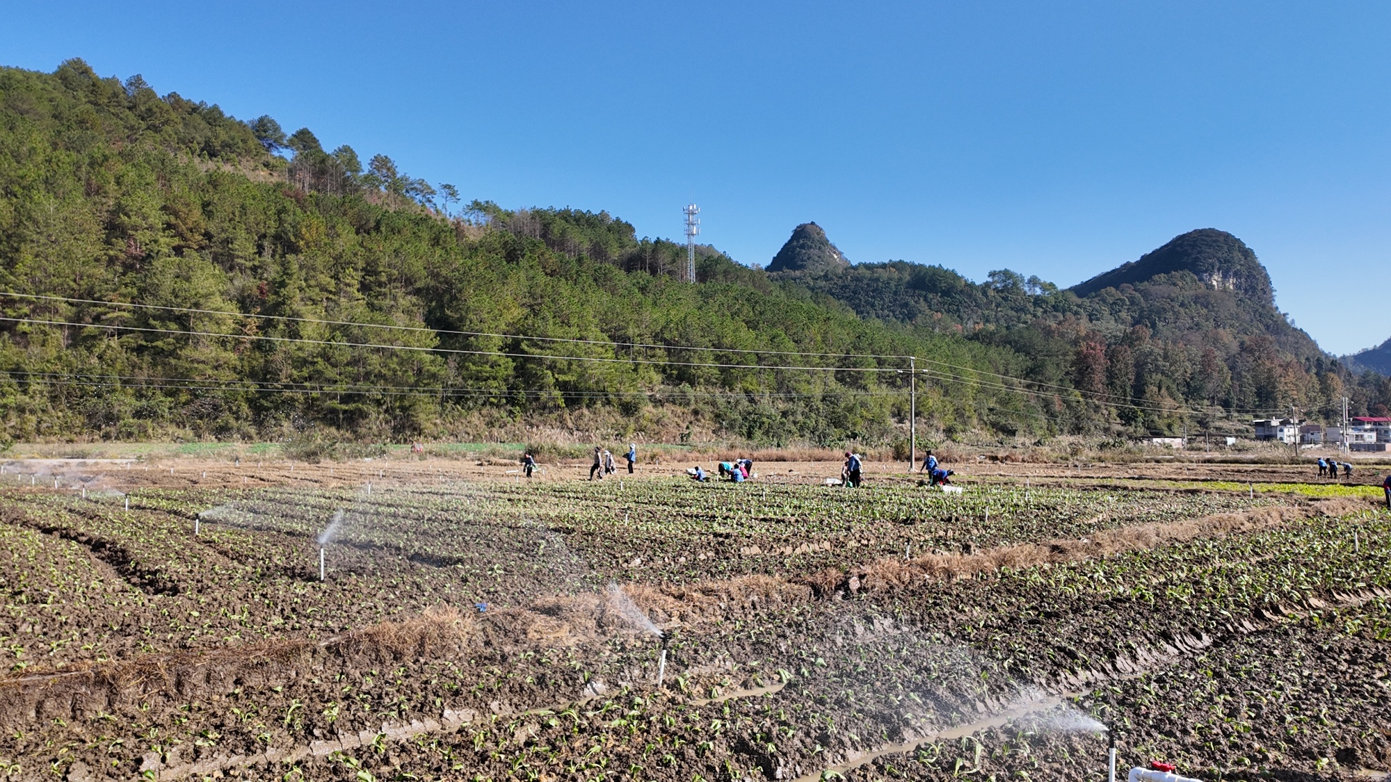 贵州惠水雅水镇：冷库“飞地”落户 千亩“油蔬”链湾区