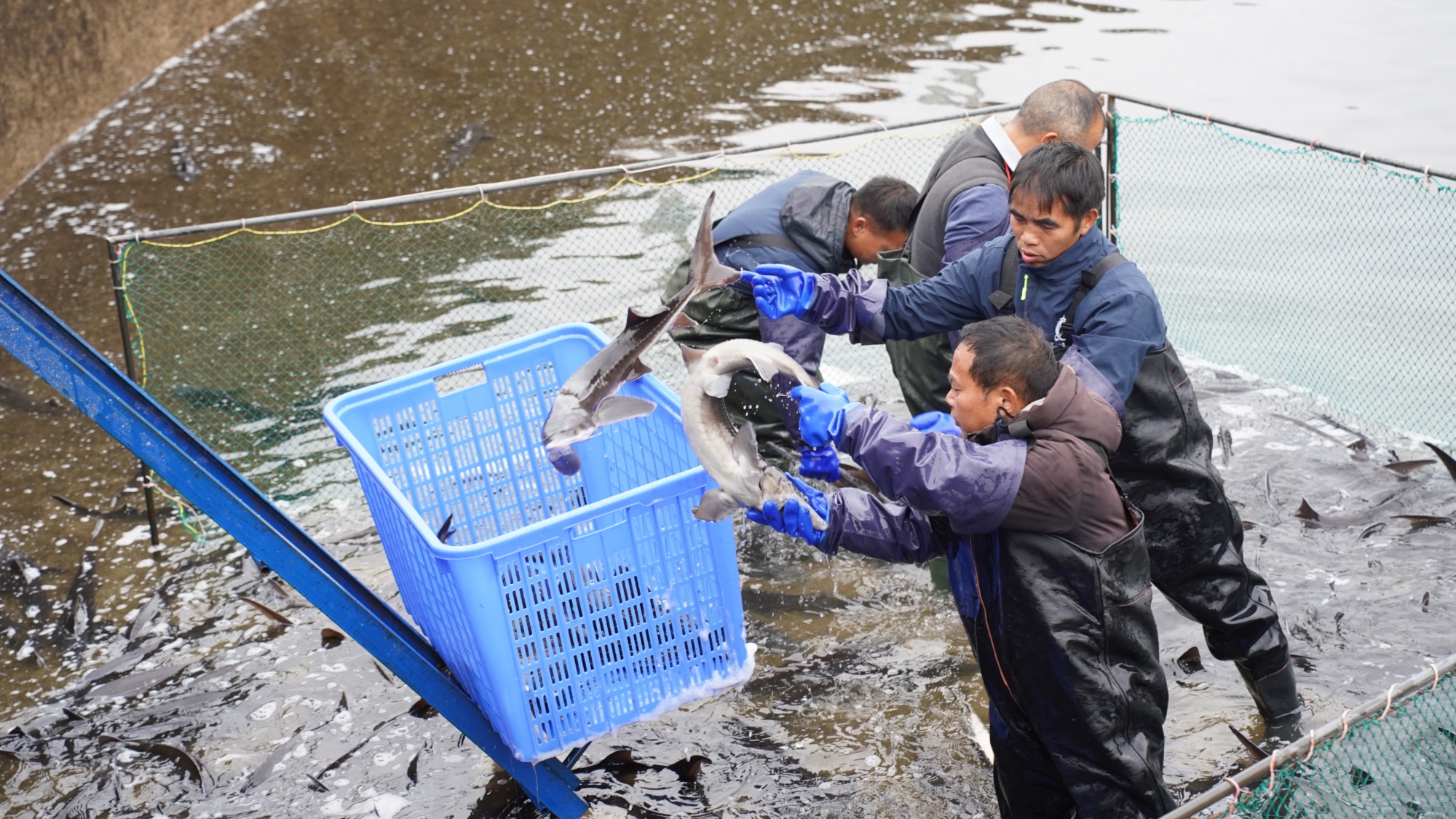 贵州台江：2026年首批鲟鳇鱼“游”出国门 农业产业喜迎“开门红”
