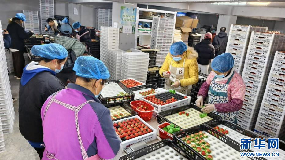 花溪调研行：观草莓香葱产业振兴 览冰雪花湖生态新貌