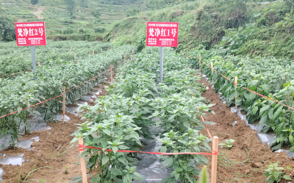 印江首个自主育制辣椒品种获国家级认证