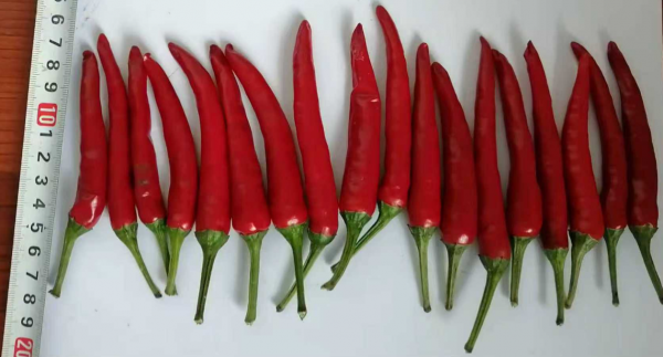 微信图片_2026-01-13_171854_243