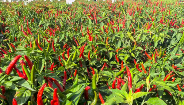 微信图片_2026-01-13_171901_569