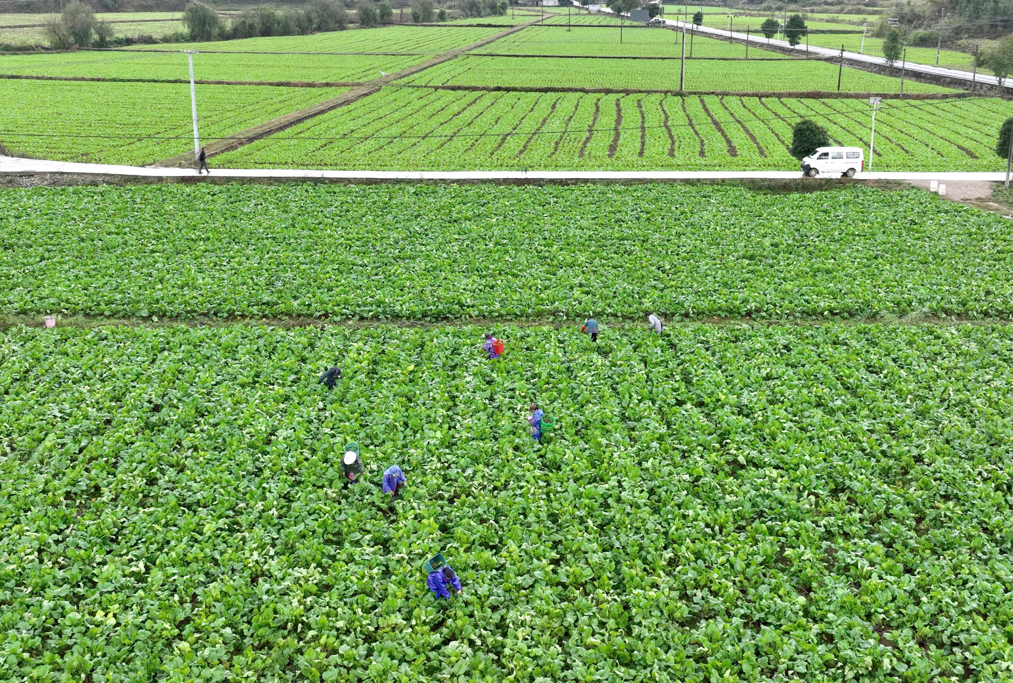 贵州岑巩：“烟菜”接茬助振兴