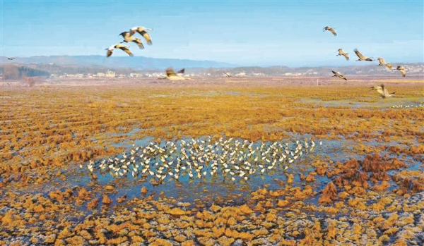 2898只！草海黑颈鹤数量再创新高