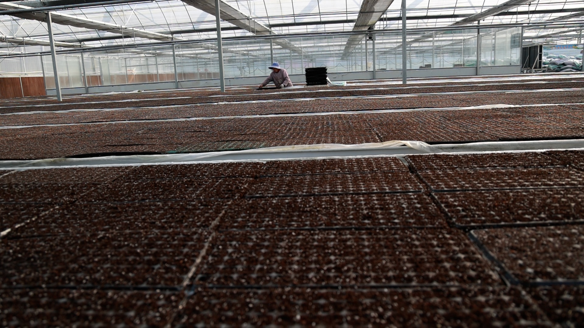 贵州平塘：科技赋能辣椒“苗”准丰收