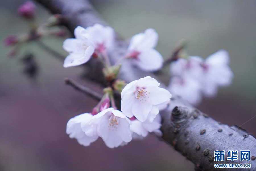 科学管控“护航”赏花出行