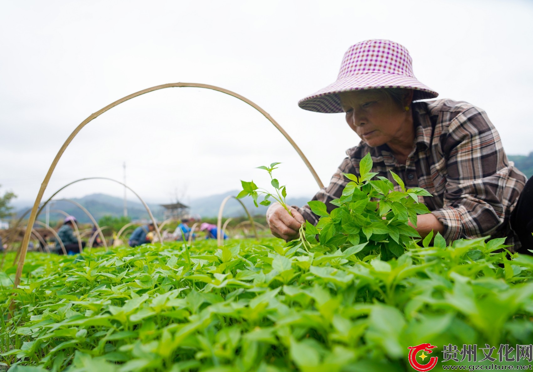 贵州从江：辣椒秧苗移栽忙