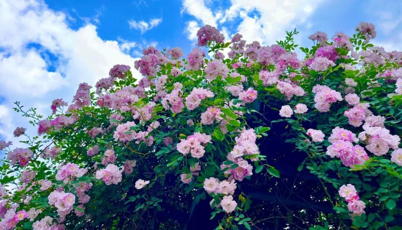 毕节这里藏着一片粉色花廊