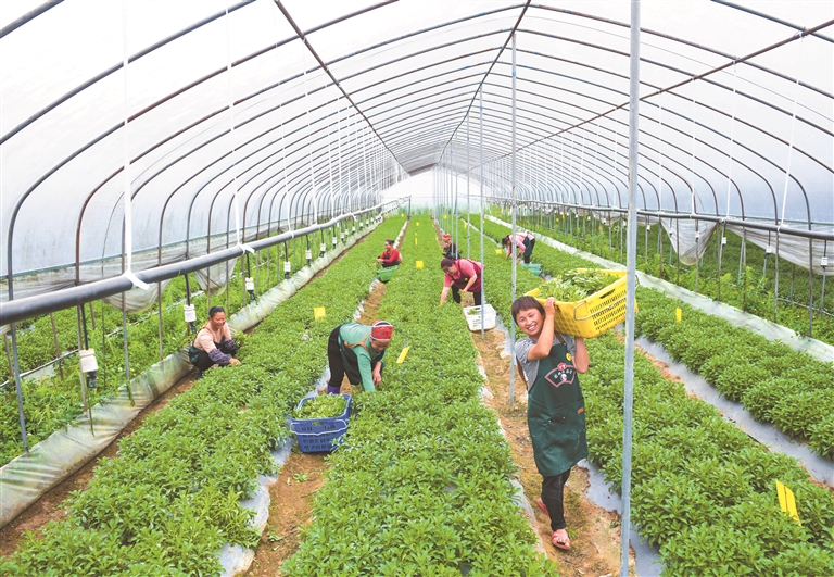 坐着飞机远销海内外—— 贵州山野菜凭啥“出圈”