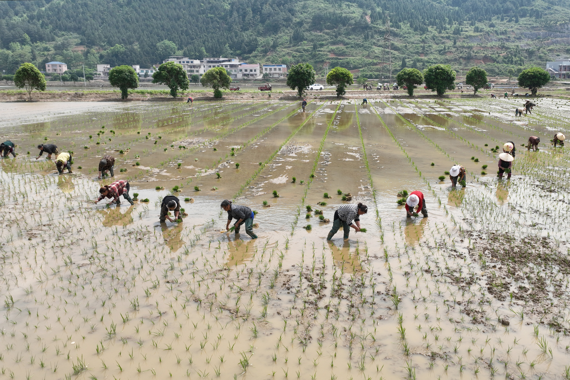贵州岑巩：5万余亩制种水稻移栽全面铺开