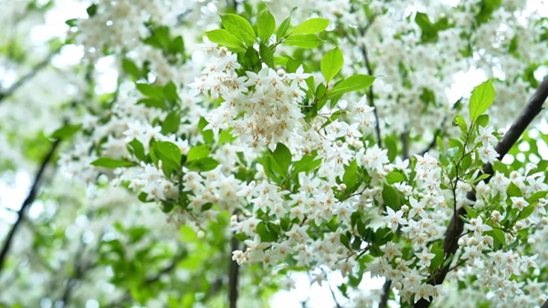 贵州盘州：野茉莉进入盛花期