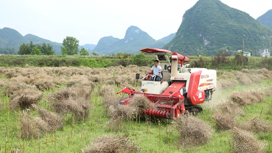 贵州长顺：12.5万亩油菜收割忙
