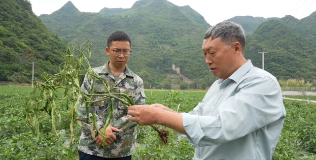 望谟县农技服务送到田间地头
