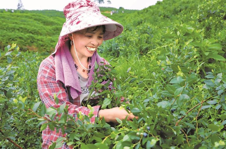 贵州凯里万亩蓝莓迎丰收