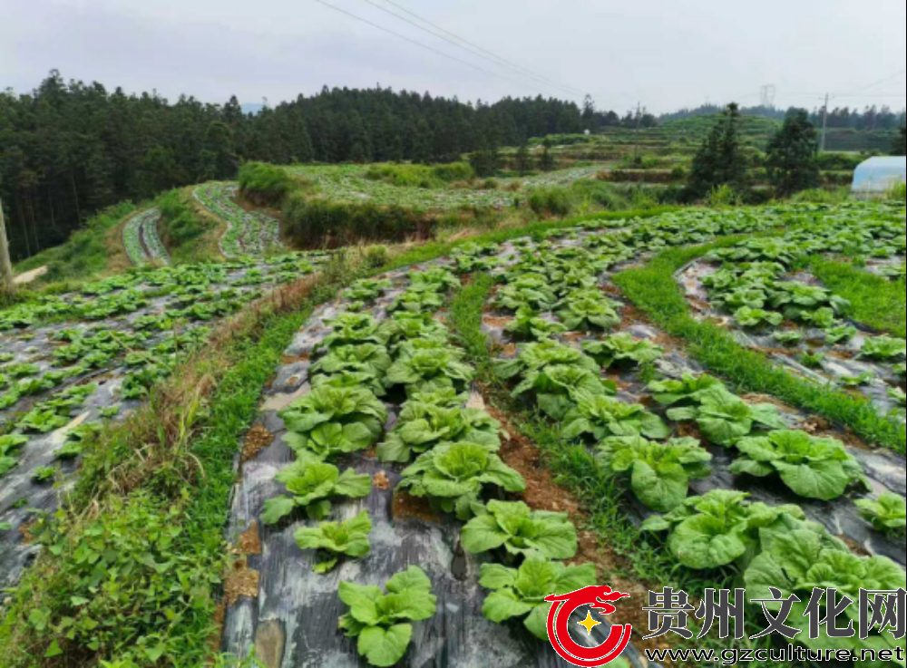 黎平县：立足湾区桥头堡 蔬菜产业焕新颜