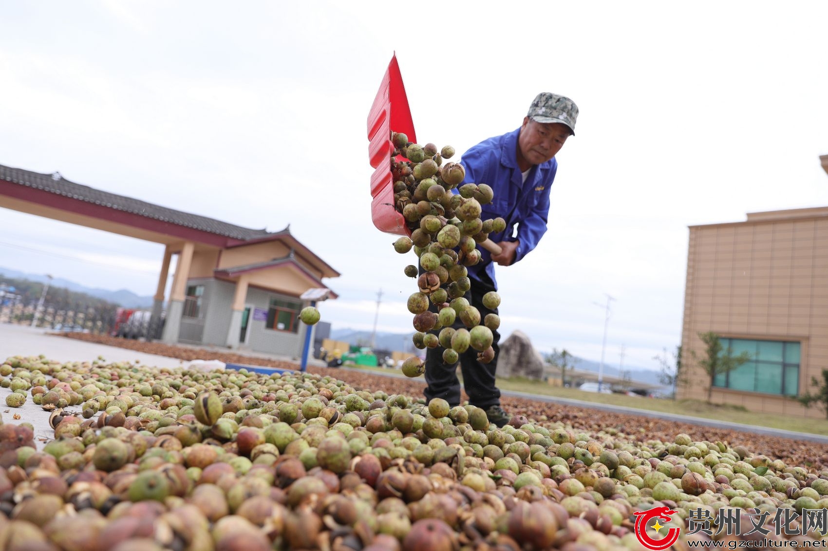 贵州黎平：31万亩油茶助力乡村振兴