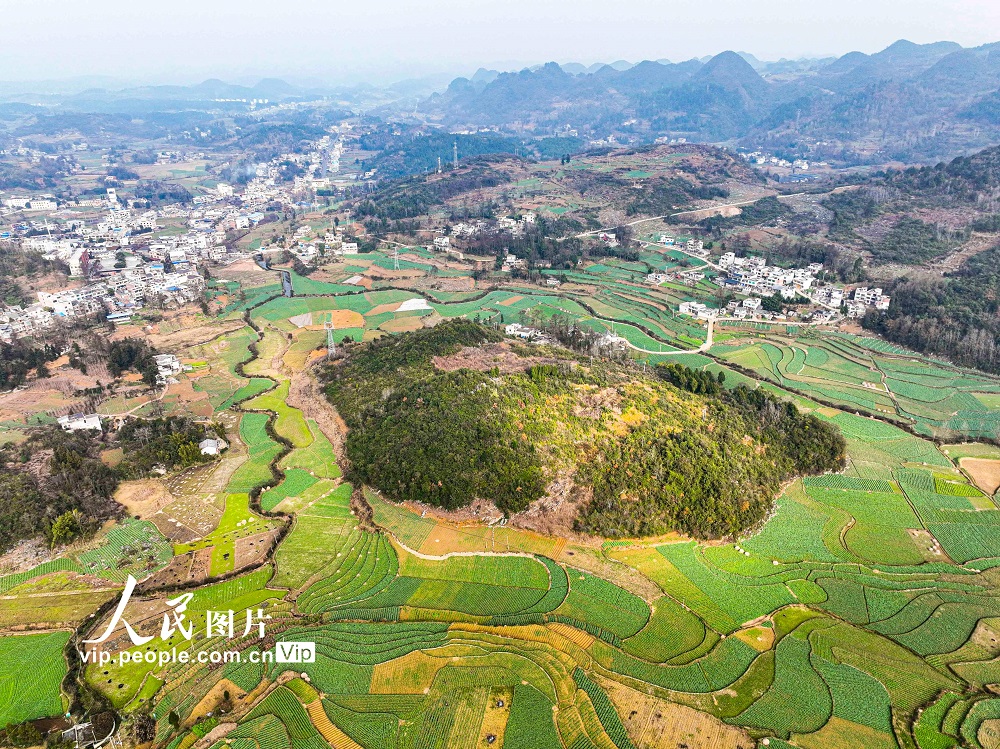 贵州黔西：“坝区农业”助力乡村振兴