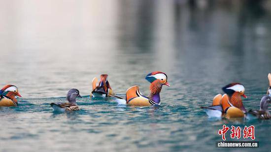 冬日峡谷添灵趣 鸳鸯成群舞碧波