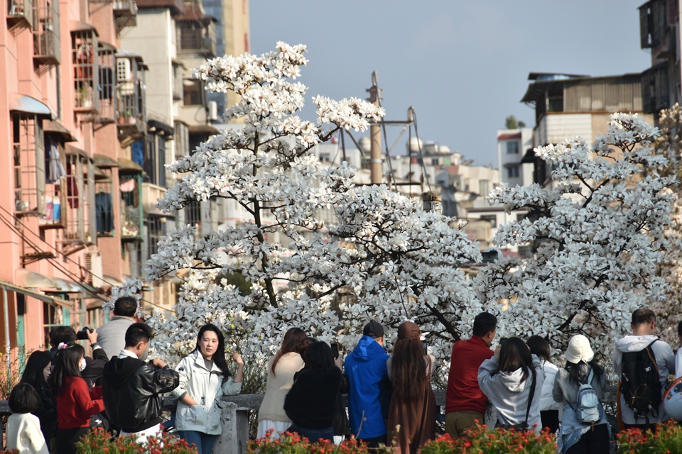 贵阳市白云区玉兰盛开 “探花”正当时