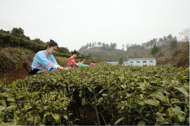 西秀区："汖明西秀"商标战略转移 凝聚茶产业高质量发展新合力