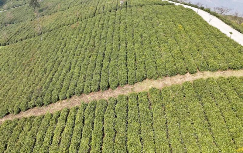 【山海携手情相牵】一缕茗香连山海 同绘发展新图景——东西部协作助力关岭自治县茶产业高质量发展小记