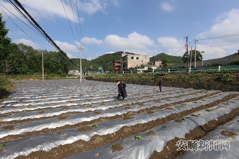 杨武乡大寨村：田间蔬菜管护忙 六月销往大亚湾