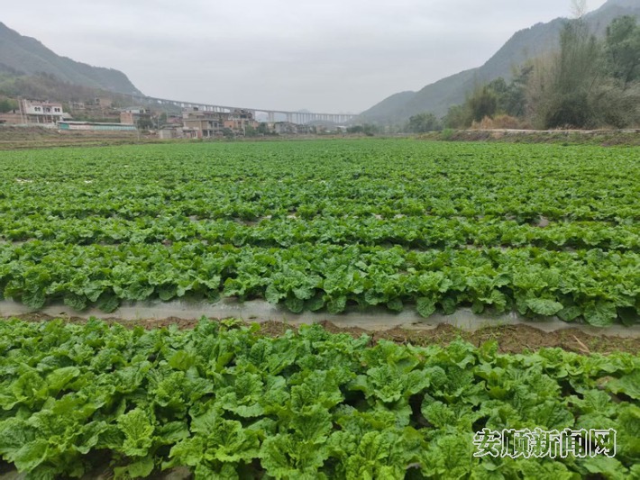 火花镇江纳坝区： 麻叶菜喜获丰收