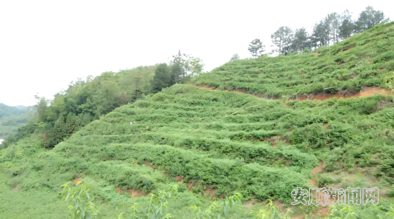 西秀区宁谷镇：黄桃套袋管护忙 预计产值破亿元